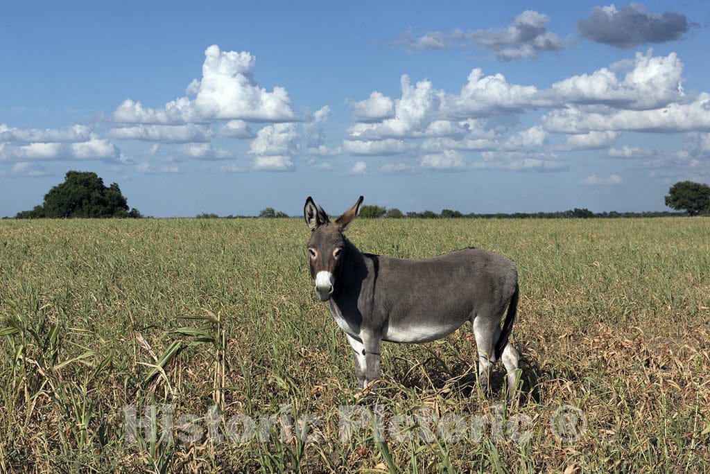 Erath County, TX Photo - Dandy Donkey in a Field in Erath County, Texas