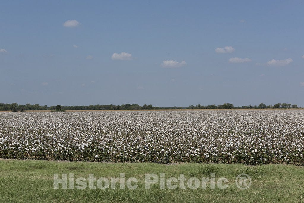 Ellis County, TX Photo - Cotton Field in Ellis County, Texas, Near Waxahatchie