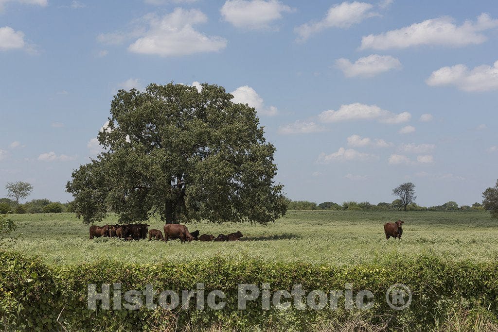 Ellis County, TX Photo - Most, but not all, cattle in a field in Ellis County, Texas, grab some shade on a sunny afternoon