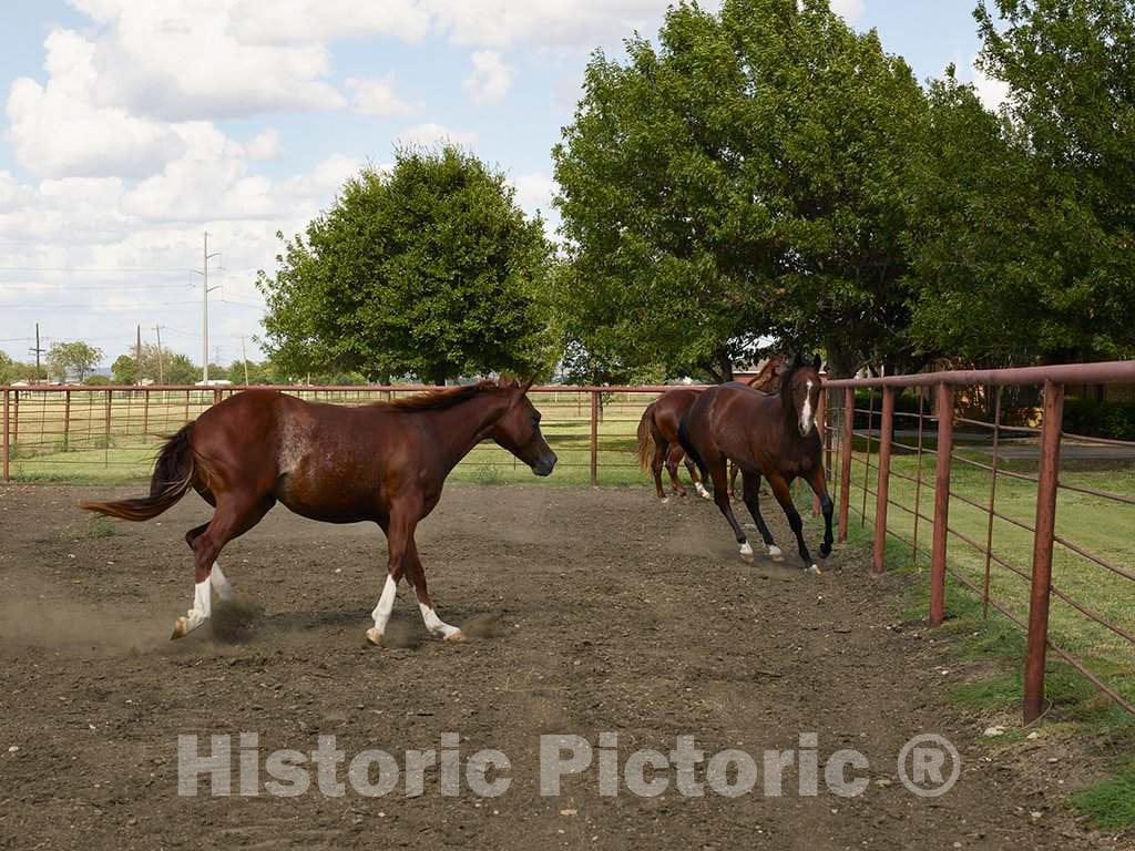 Photo- Beautiful Horses Romp at The Cannon Quarter Horse Ranch Near Venus, Texas 1 Fine Art Photo Reproduction