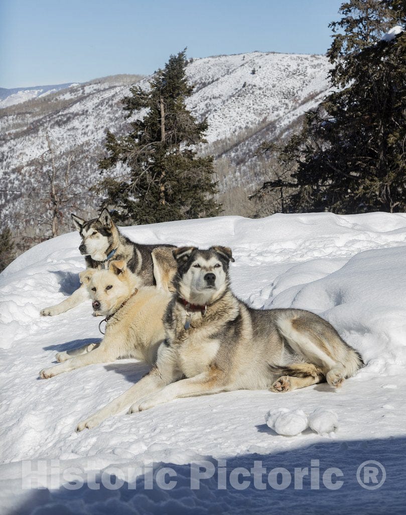 Snowmass Village, CO Photo - Sled Dogs get a Breather in The Rocky Mountain Backcountry Near The ski Resort of Snowmass Village, Colorado.