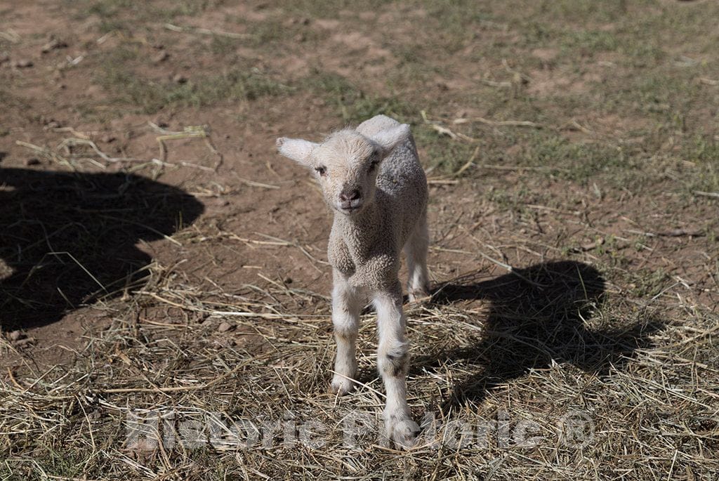 Photo - A Recently Born Lamb at The Ladder Livestock Ranch's sheepherding Operation During Lambing Season Near Dixon, Wyoming- Fine Art Photo Reporduction