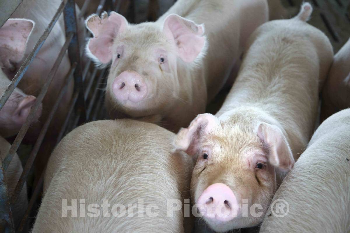 Photo- Hogs Live Out Their Last Days in The Finishing shed, Where They are grouped by Weight to give Smaller Animals a fair Chance at Food 3 Fine Art Photo Reproduction