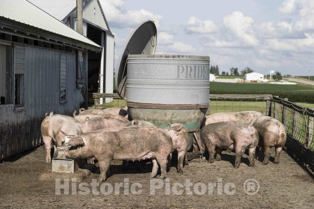 Photo- Sows in a Pigpen Jostle for Food and Water on Dean and Julie Folkmann's hog Farm in Benton County, Iowa, Near The Town of Newhall 2 Fine Art Photo Reproduction