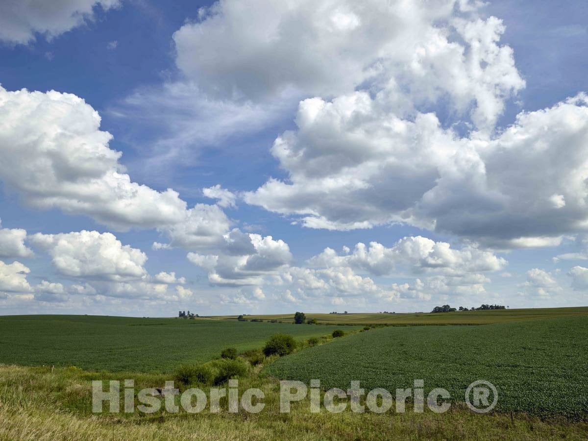 Photo- Lush Soybean Field on Dean and Julie Folkmann's hog Farm in Benton County, Near Newhall, Iowa 2 Fine Art Photo Reproduction