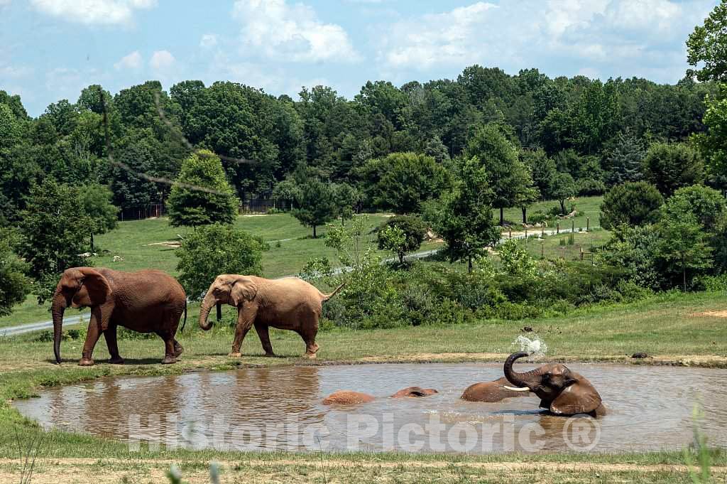 Photo - an Elephant Gives Itself a Bath at The North Carolina Zoo in Asheboro, North Carolina- Fine Art Photo Reporduction