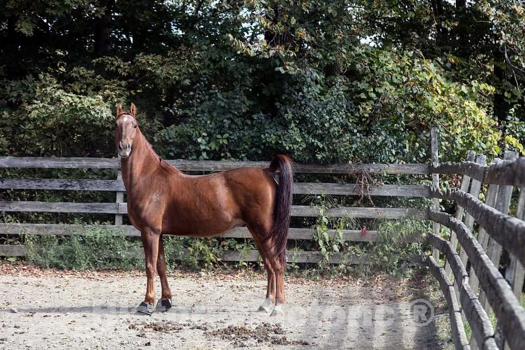 Photo - Handsome Morgan-Breed Horse at The University of Vermont's Morgan Horse Farm, Near Weybridge, Vermont- Fine Art Photo Reporduction