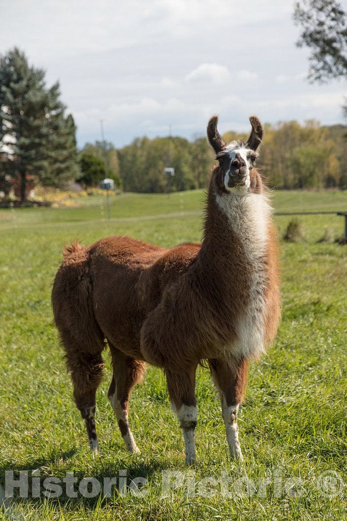 Photo - This Llama Shares its farmland Home with a Number of Goats Near The Town of South Hero, Vermont, on Grand Island- Fine Art Photo Reporduction