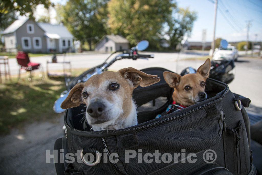 Photo - Two Dogs, Jesse and Maude, Await The Next Portion of Their Ride in The Back of a Motorcycle in South Hero, Vermont, The Southern Half of Grand Isle