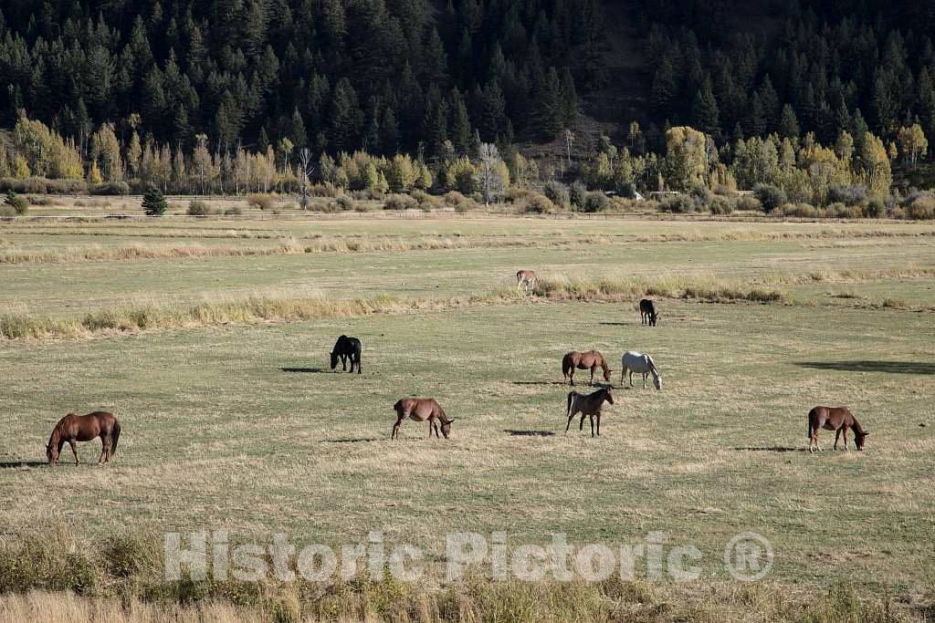 Photo - Horses Graze in Jackson Hole, a Hole is a Local Term for a Valley- Fine Art Photo Reporduction