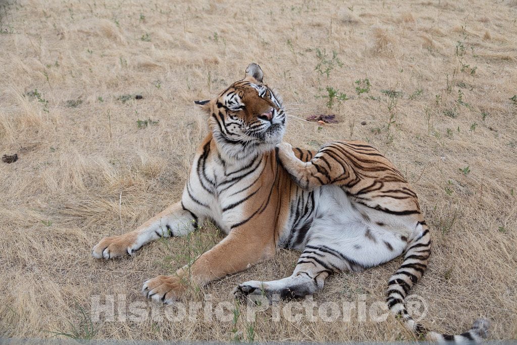 Photo - Tiger Itches, Tiger Scratches at The Wild Animal Sanctuary, a 720-acre Animal Refuge housing More Than 350 Large Animals Near Keenesburg- Fine Art Photo Reporduction