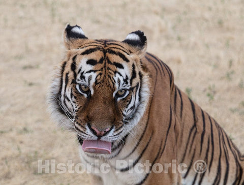 Photo - Tiger Tongue (and More) at The Wild Animal Sanctuary, a 720-acre Animal Refuge housing More Than 350 Large Animals Near Keenesburg- Fine Art Photo Reporduction