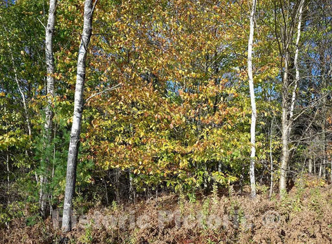 Photo - Woods in Autumn Near North Bennington, Vermont- Fine Art Photo Reporduction