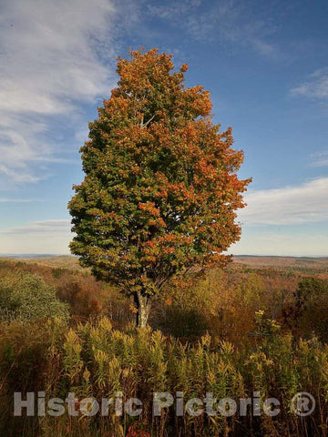 Photo - A Tree in The Midst of Changing Colors for Fall, Near Marlboro, Vermont- Fine Art Photo Reporduction