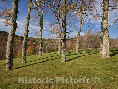 Photo - A Tree That's Lost Most of its Leaves for Fall Near Marlboro, Vermont- Fine Art Photo Reporduction