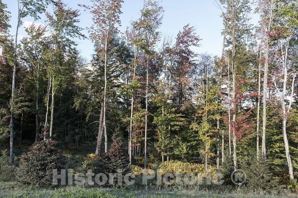Photo - Woods Near The Von Trapp Family Lodge in Stowe, Vermont- Fine Art Photo Reporduction