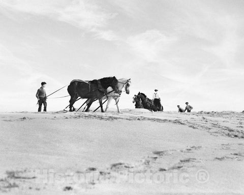 Historic Black & White Photo - Long Island, East Hampton, N.Y. - Horses in East Hampton, c1937 -