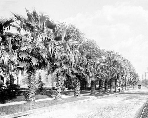 Historic Black & White Photo - New Orleans, Louisiana - St Charles Avenue, c1915 -