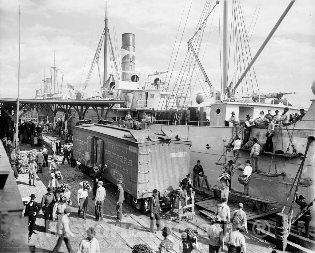 New Orleans Historic Black & White Photo, Unloading Bananas, Port of New Orleans, c1903 -