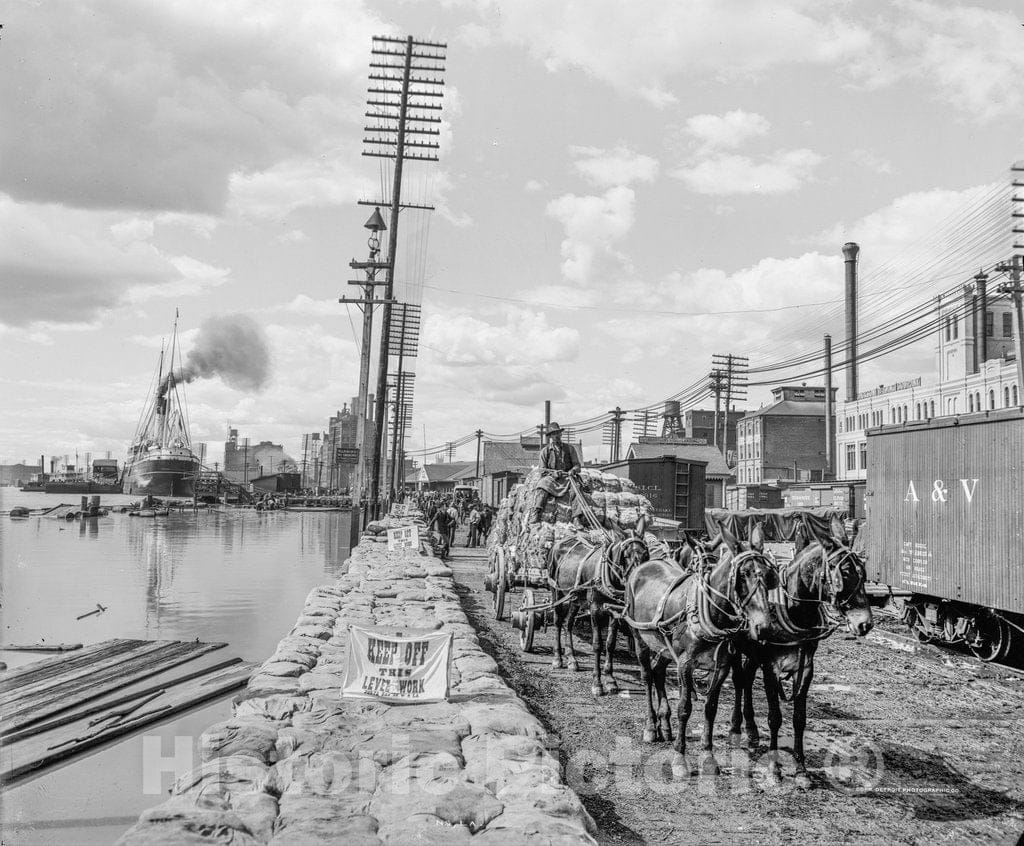 New Orleans Historic Black & White Photo, Mule Teams on the Levee, c1903 -