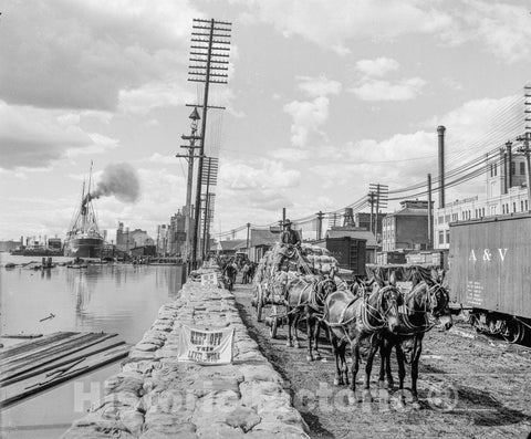 New Orleans Historic Black & White Photo, Mule Teams on the Levee, c1903 -