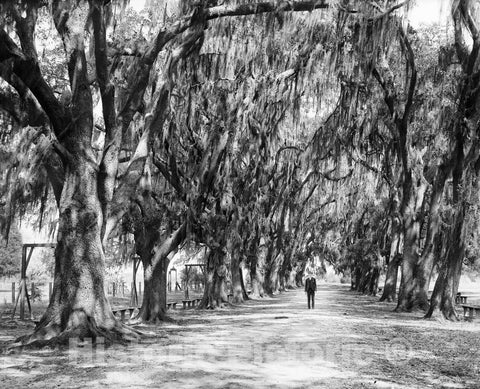 Historic Black & White Photo - New Orleans, Louisiana - Live Oaks in Audubon Park, c1906 -