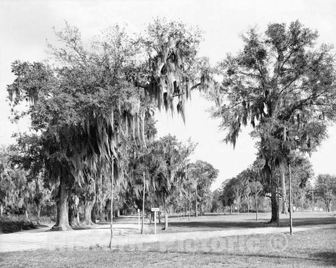 Historic Black & White Photo - Savannah, Georgia - Bonaventure Cemetery, c1900 -