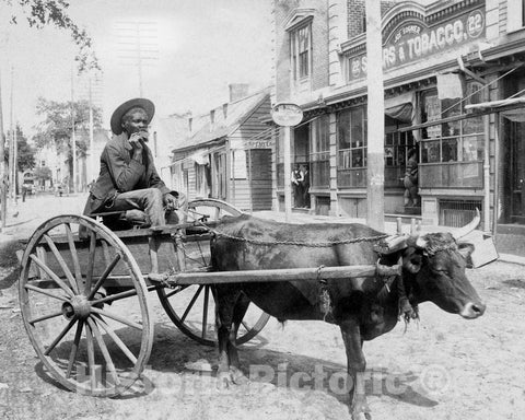 Historic Black & White Photo - Savannah, Georgia - Driving an Ox Cart, c1880 -