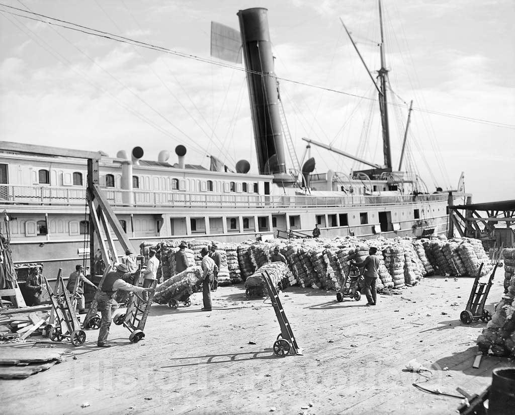 Historic Black & White Photo - Savannah, Georgia - Loading Cotton onto a Steamer, c1904 -