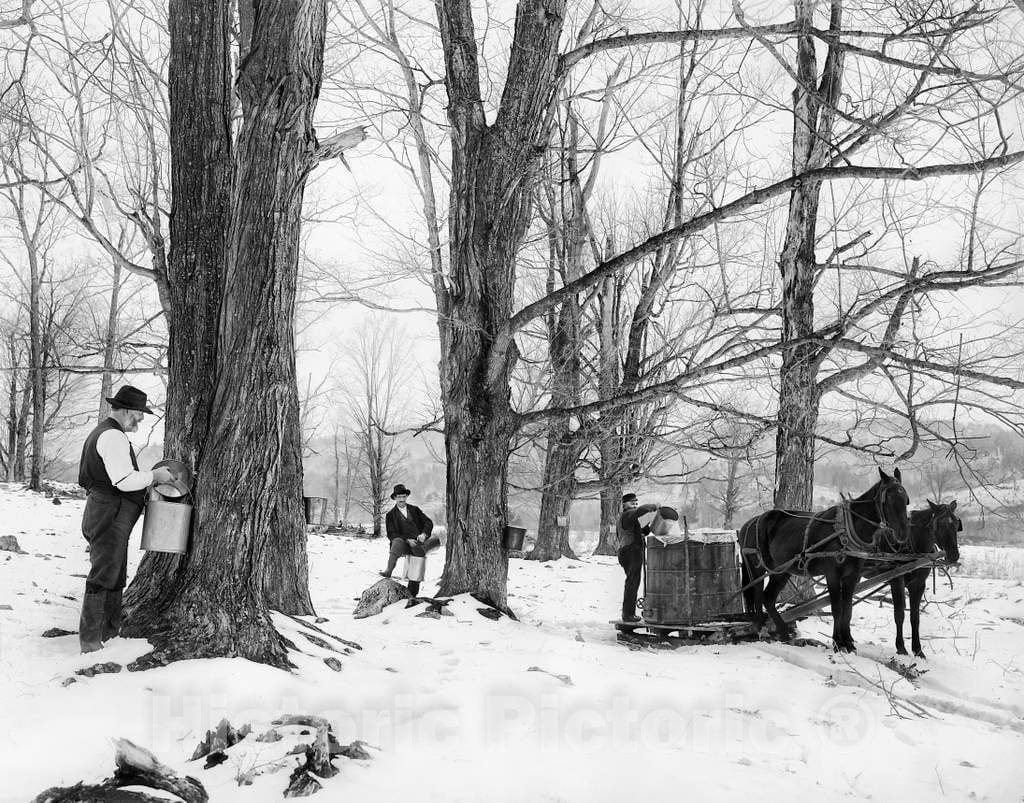 Historic Black & White Photo - Vermont - Harvesting Maple Sap, c1903 -